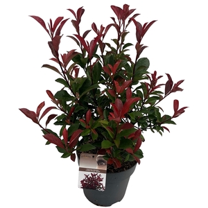 Photinia fras. 'Carré Rouge' sense