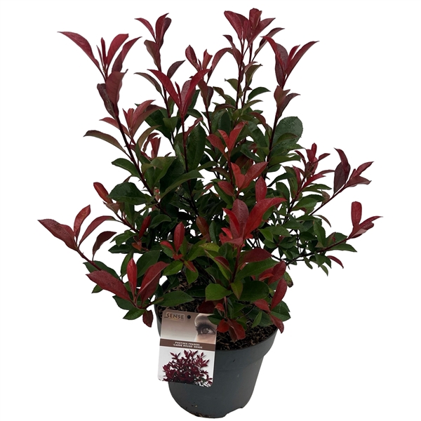 <h4>Photinia fras. 'Carré Rouge' sense</h4>