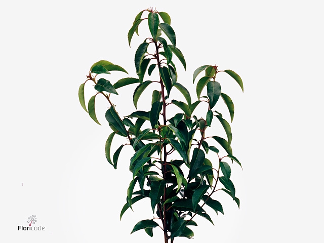 Laurierblad P Stem