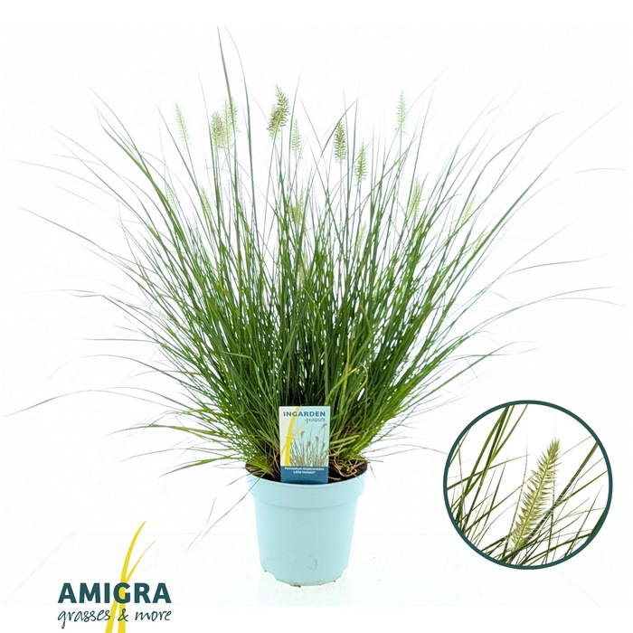 <h4>Pennisetum alop. Little Hameln®</h4>