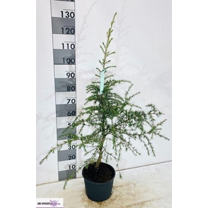 CEDRUS DEODARA P23 120CM