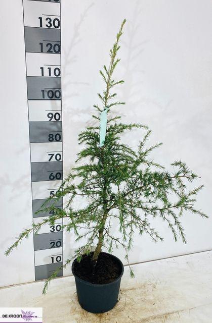 <h4>CEDRUS DEODARA P23 120CM</h4>