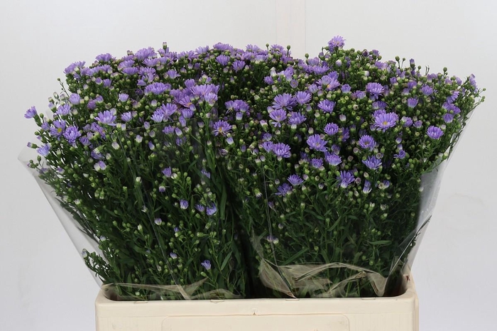 <h4>Aster Cassandra</h4>