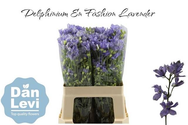 <h4>DELPH EN FASHION LAV</h4>