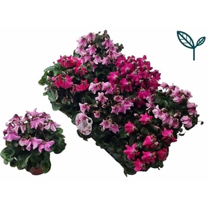 CYCL KL SUP PETTICOA