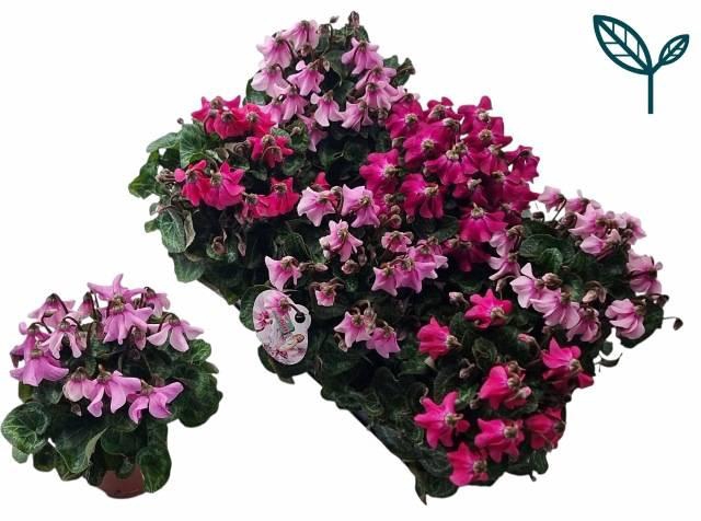 <h4>CYCL KL SUP PETTICOA</h4>