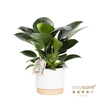 PHILODENDRON ERUBESCENS P10 WB GREEN PRINC