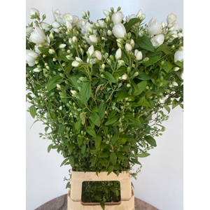 PHILAD MAG SNOWW FAN