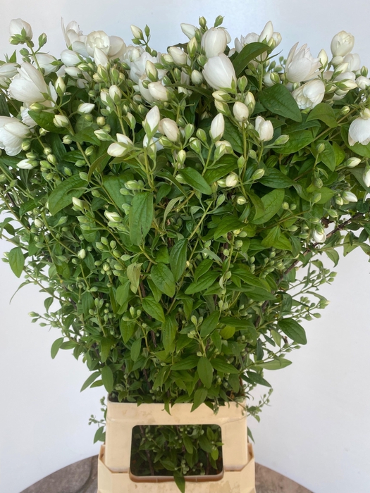 <h4>PHILAD MAG SNOWW FAN</h4>