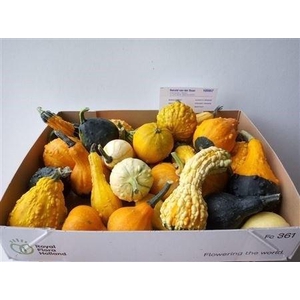 CUCURBITA PEPO