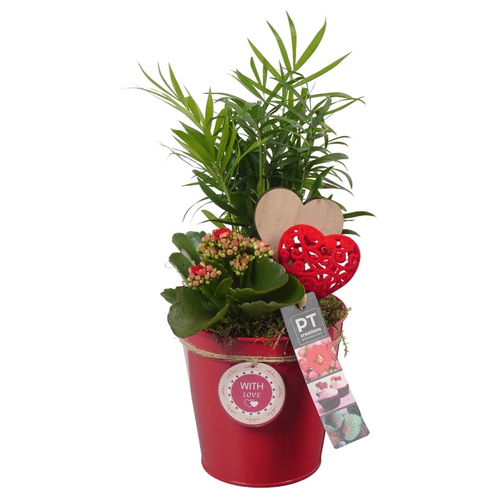 <h4>Arr.   Planten L%</h4>