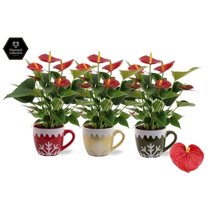 Anthurium Diamond Red in Nickie ceramics