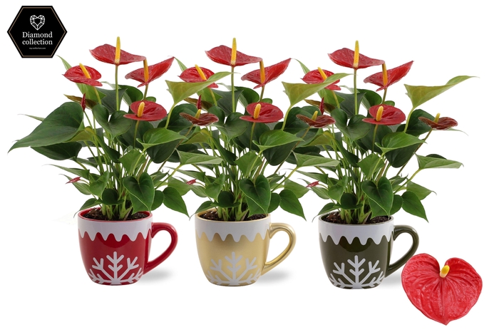 <h4>Anthurium Diamond Red in Nickie ceramics</h4>
