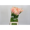 Zantedeschia Eydolls Salmon