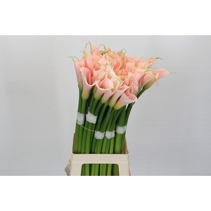 Zantedeschia Eydolls Salmon