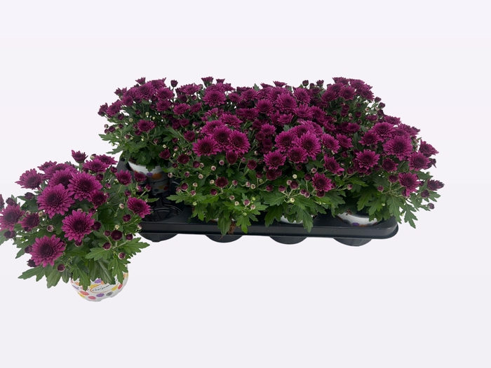 <h4>CHRY GARD DOU PURPLE</h4>