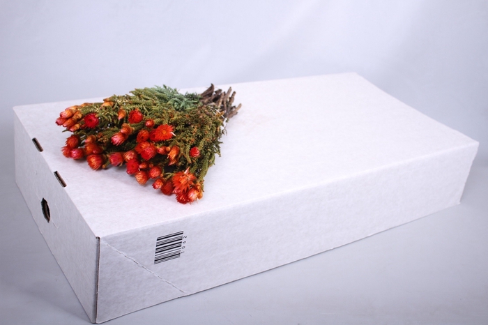 <h4>Kaaps Groen Phaenocoma Oranje</h4>