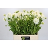Dahlia Boom Boom White
