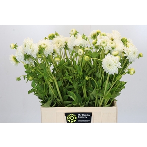 Dahlia Boom Boom White
