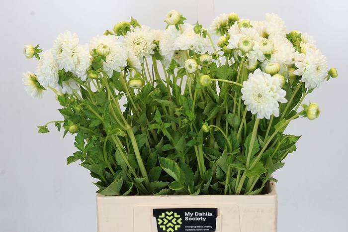 Dahlia Boom Boom White