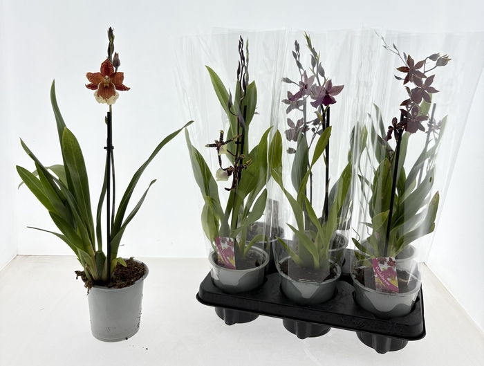 <h4>CAMBRIA GRP GEM</h4>