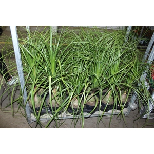 BEAUCARNEA P17