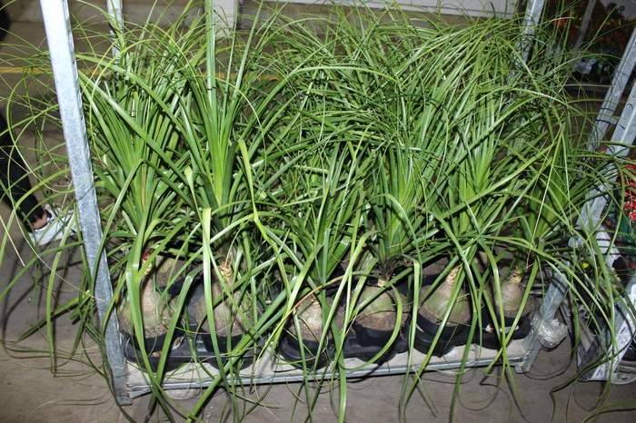 <h4>BEAUCARNEA P17</h4>
