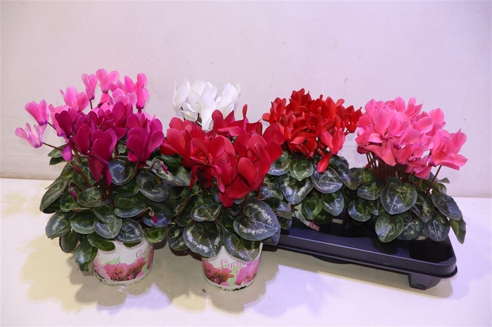 <h4>Cycl Gr Sup Xl</h4>