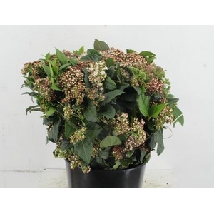 VIBURNUM MACROPHYLLUM 400GR