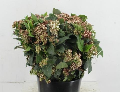 <h4>VIBURNUM MACROPHYLLUM 400GR</h4>