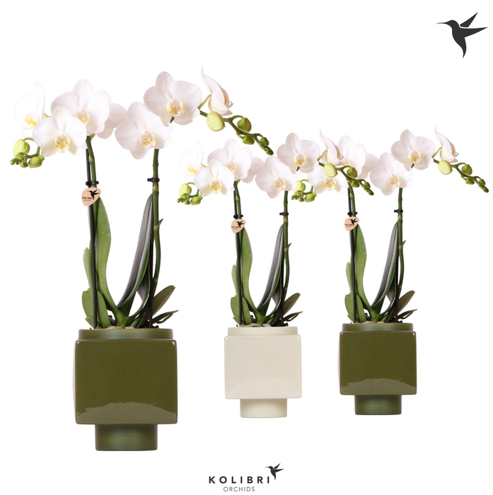 <h4>Kolibri Orchids Phalaenopsis white 2 spike in Cube pot green</h4>
