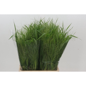 Panicum Fountain