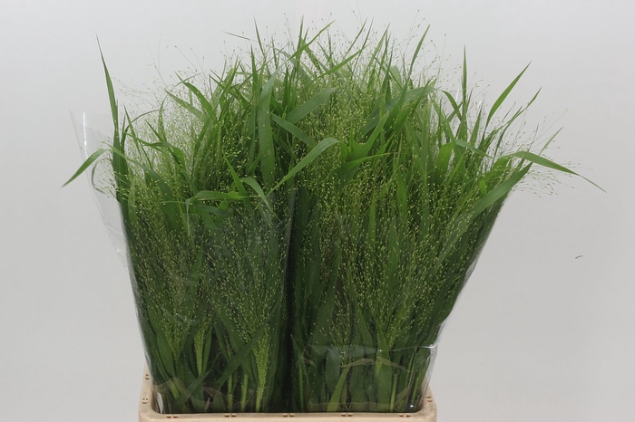 Panicum Fountain