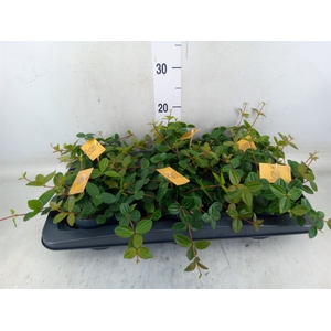 Peperomia  'Rocca Scuro'