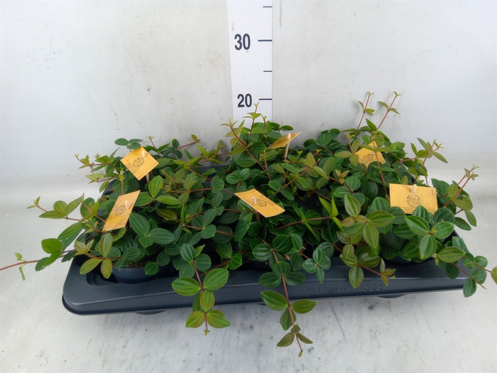 <h4>Peperomia  'Rocca Scuro'</h4>