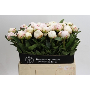 Paeonia Mary E. Nicholls