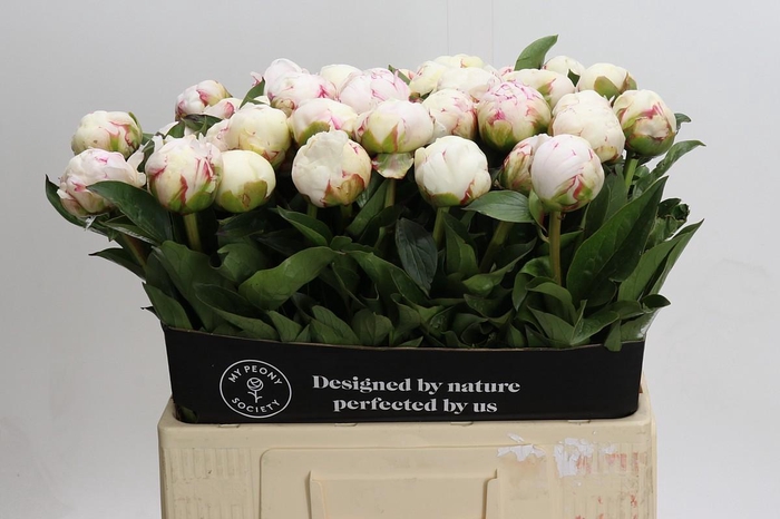 Paeonia Mary E. Nicholls