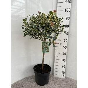 ILEX AQ ARGENTEA MAR