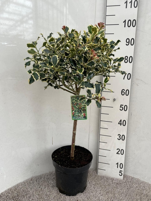 <h4>ILEX AQ ARGENTEA MAR</h4>