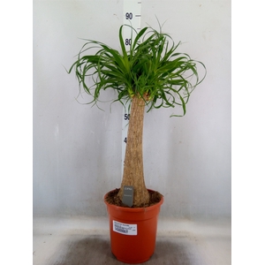 Beaucarnea recurvata