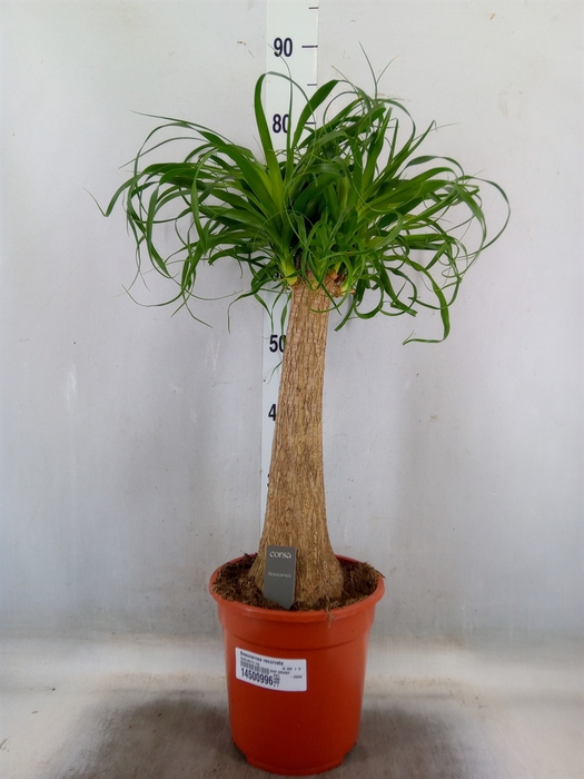<h4>Beaucarnea recurvata</h4>