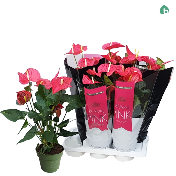 <h4>Anthurium andr. 'Maine'</h4>