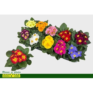 PRIM AC PARADISO GEM