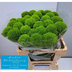 Di Barbatus Kiwi Cool Middelburg