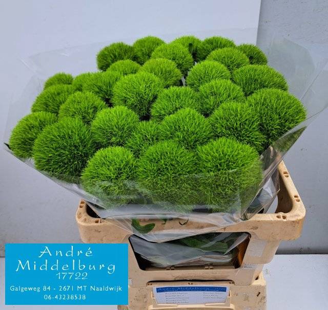 <h4>Di Barbatus Kiwi Cool Middelburg</h4>