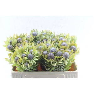 Kaaps Leucad Pubescens