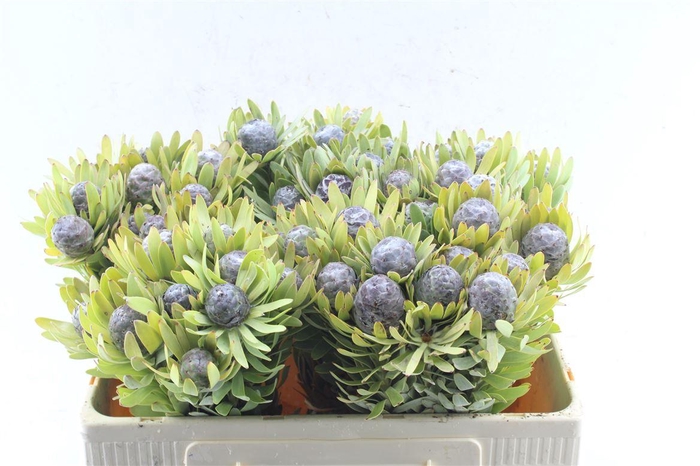 <h4>Kaaps Leucad Pubescens</h4>