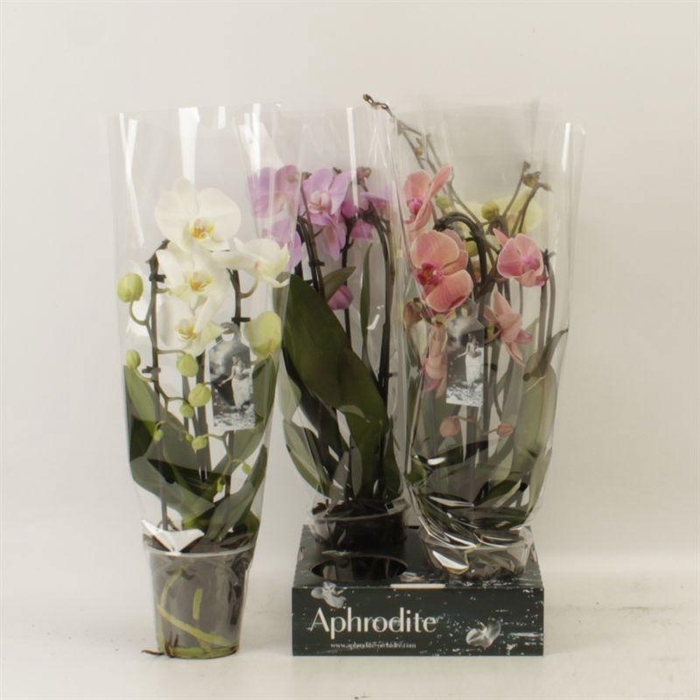 <h4>PHAL EL CASCADE</h4>