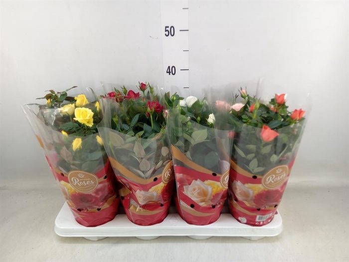 <h4>Rosa  'Favourite Roses'   ...mix</h4>