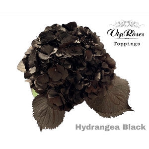 HYDR M BLACK 60CM